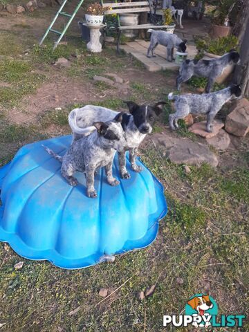 AUST. STUMPYTAIL CATTLEDOG PUPS