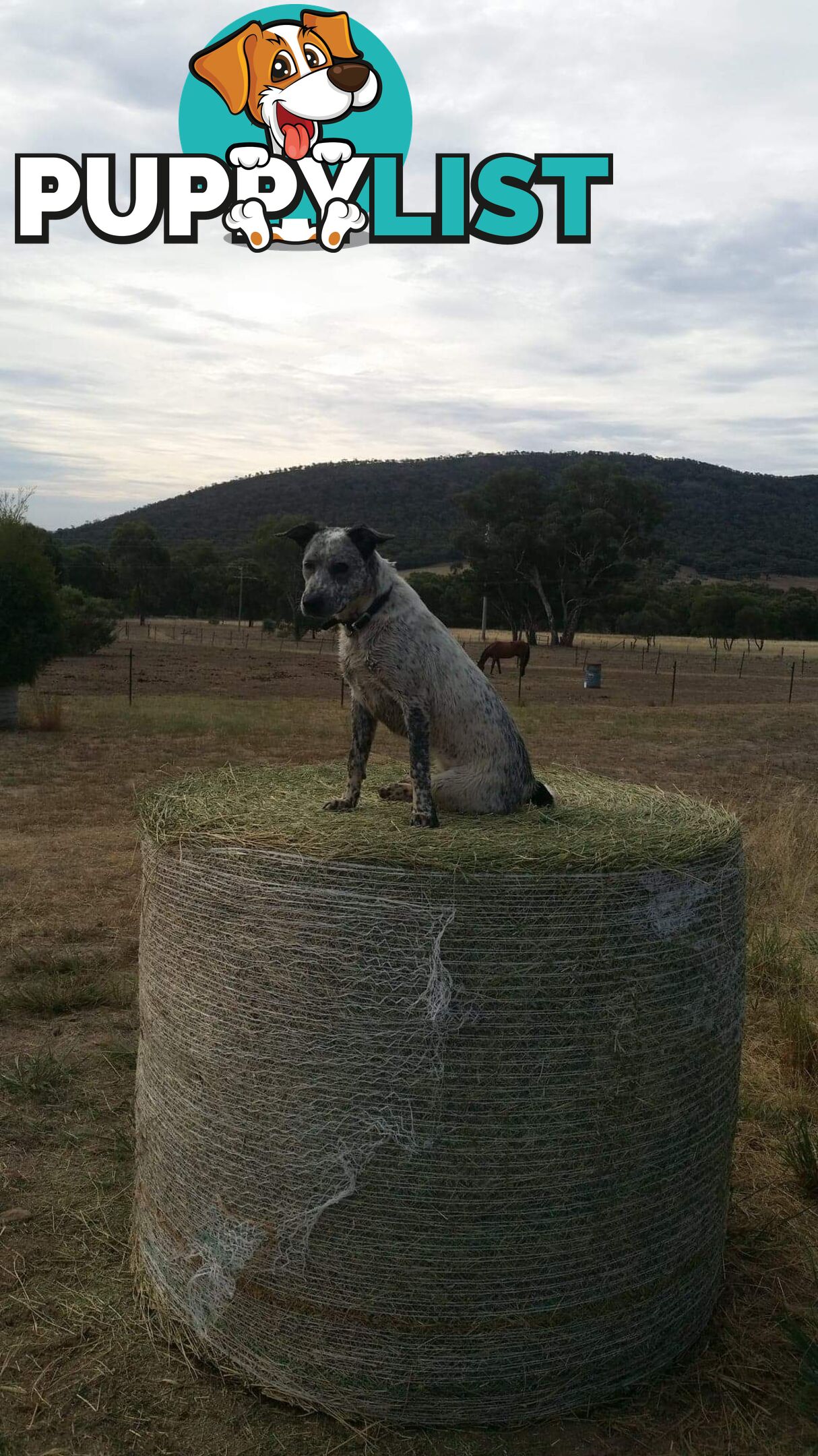 AUST. STUMPYTAIL CATTLEDOG PUPS