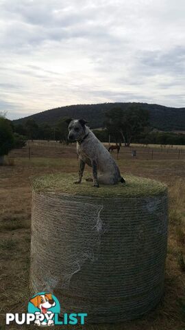 AUST. STUMPYTAIL CATTLEDOG PUPS