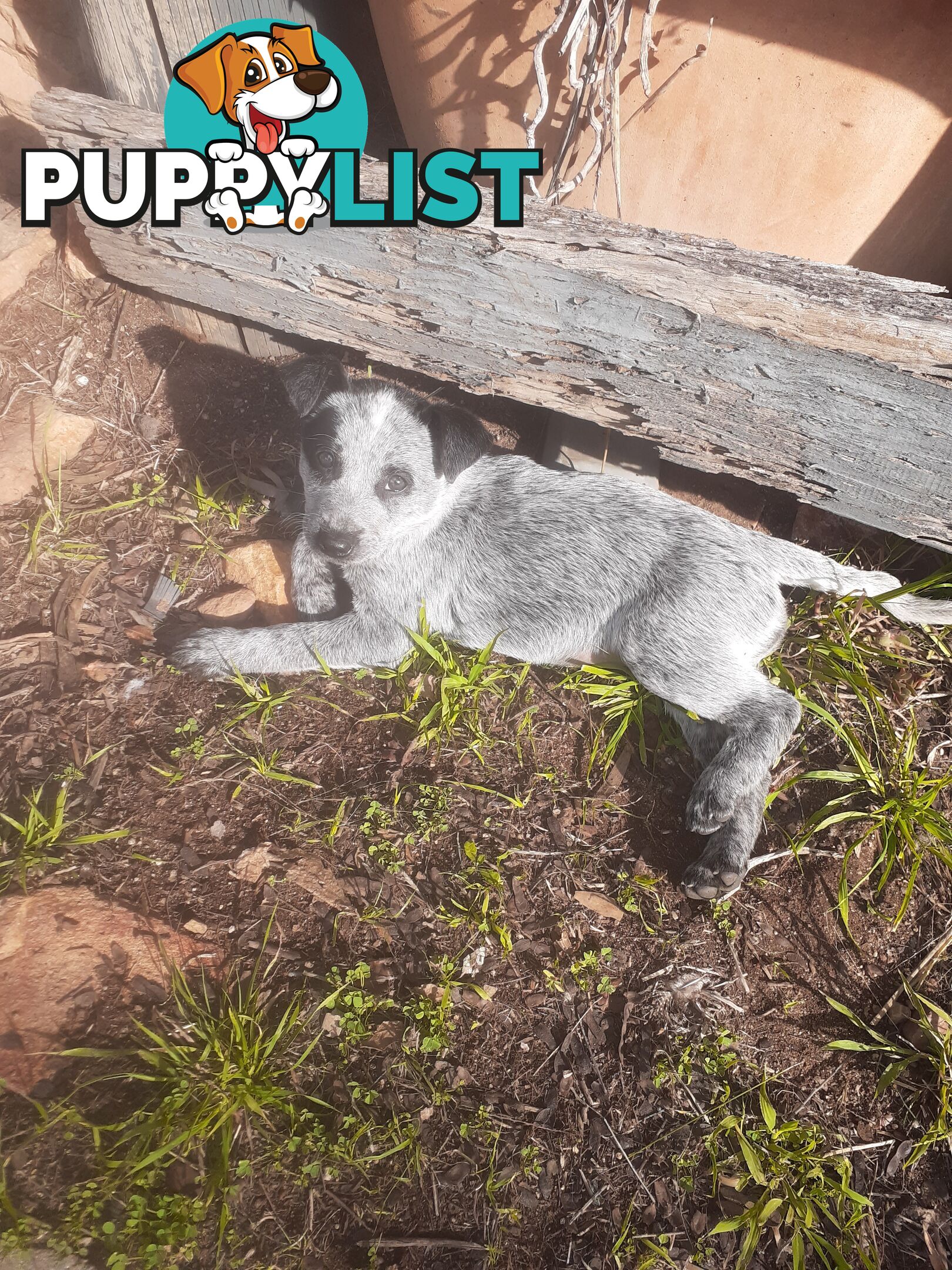 AUST. STUMPYTAIL CATTLEDOG PUPS