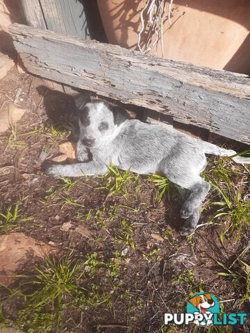 AUST. STUMPYTAIL CATTLEDOG PUPS