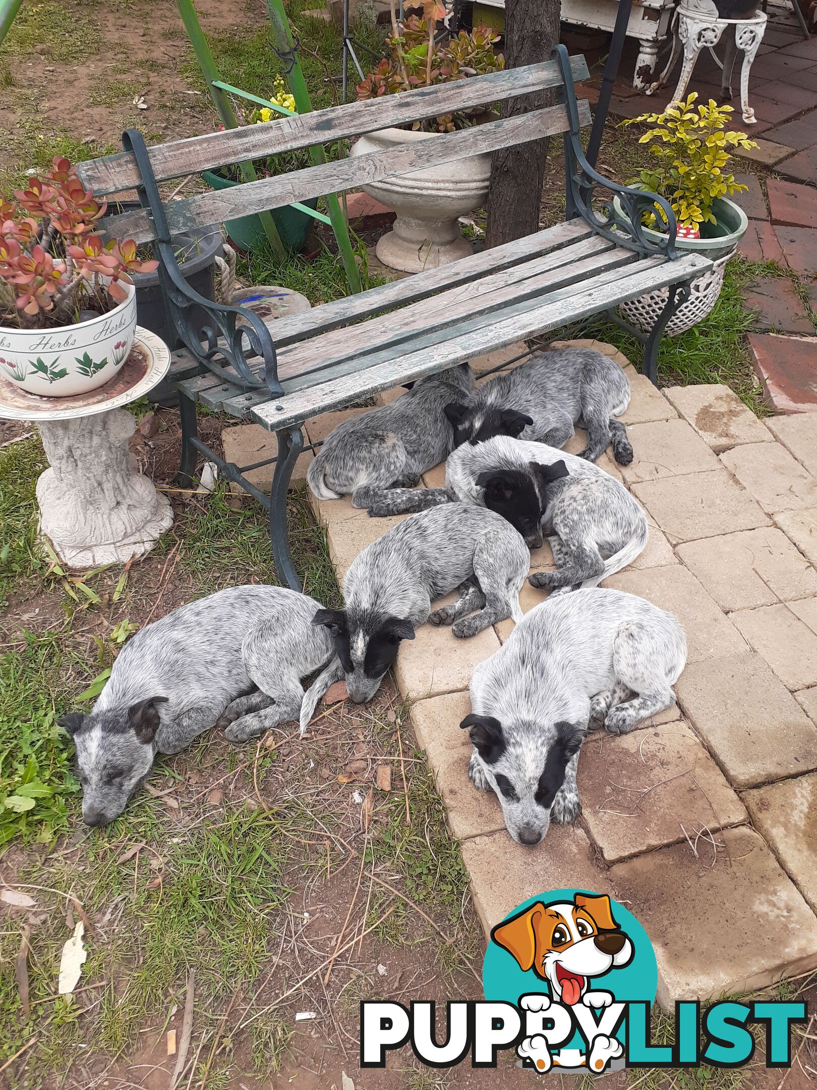 AUST. STUMPYTAIL CATTLEDOG PUPS