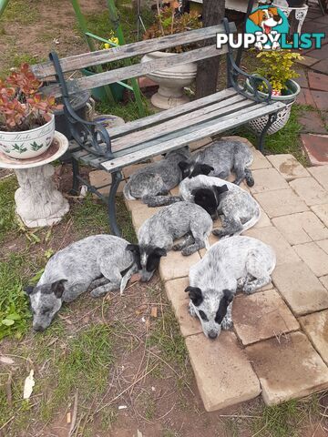 AUST. STUMPYTAIL CATTLEDOG PUPS