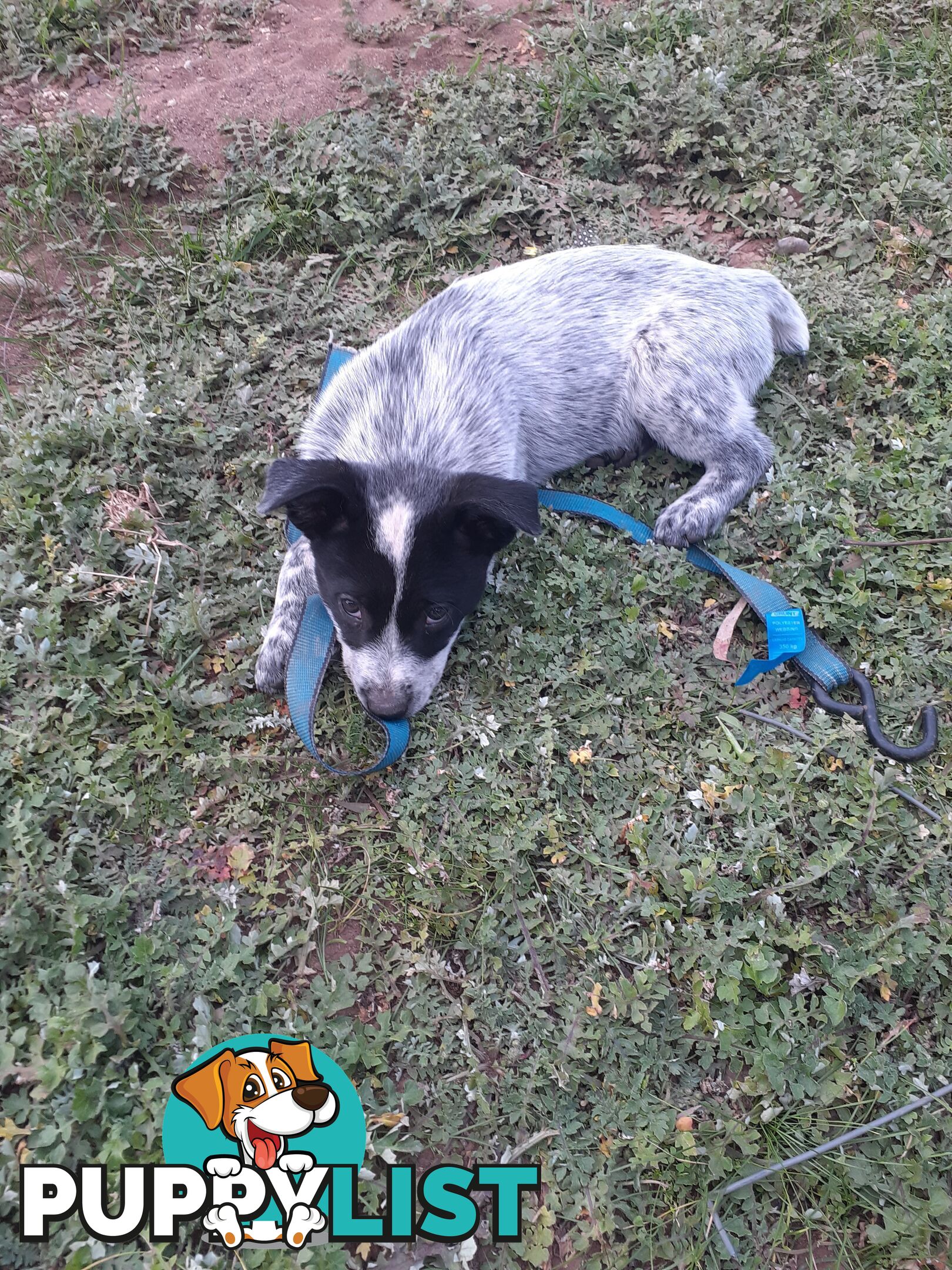 AUST. STUMPYTAIL CATTLEDOG PUPS