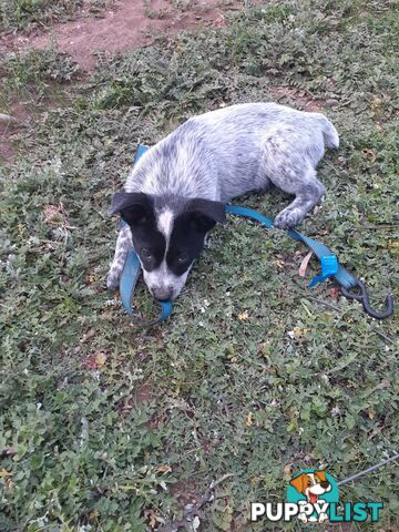 AUST. STUMPYTAIL CATTLEDOG PUPS