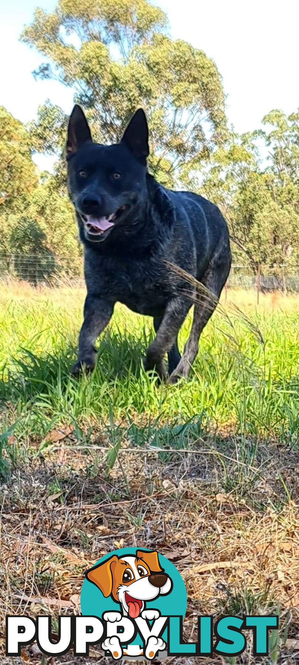 AUST. STUMPYTAIL CATTLEDOG PUPS