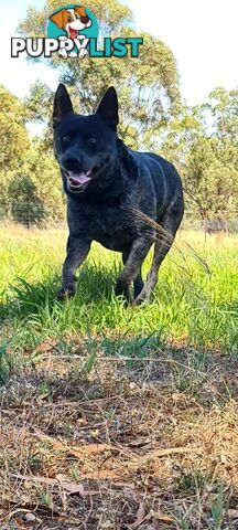 AUST. STUMPYTAIL CATTLEDOG PUPS