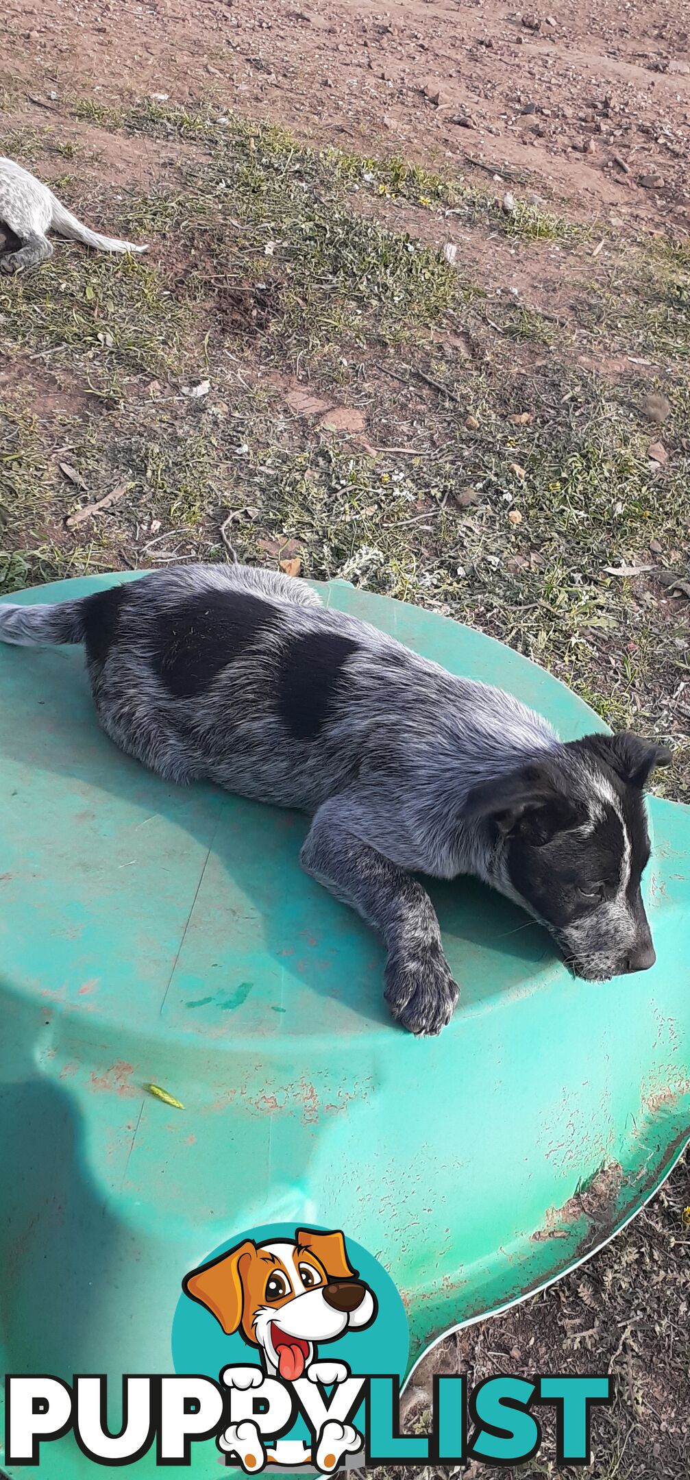 AUST. STUMPYTAIL CATTLEDOG PUPS