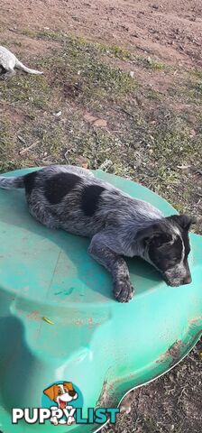 AUST. STUMPYTAIL CATTLEDOG PUPS