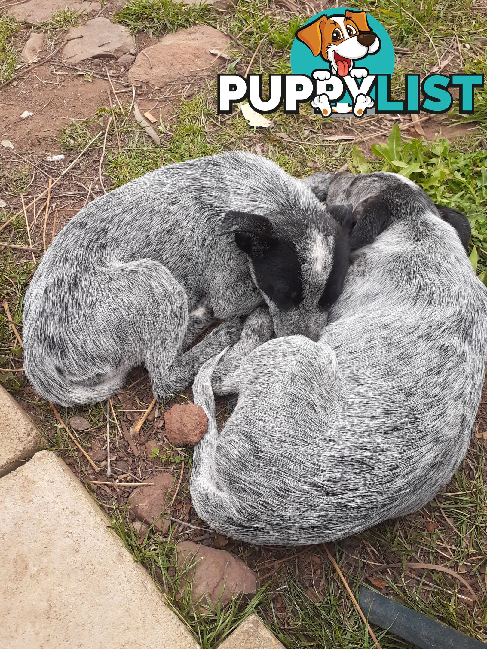 AUST. STUMPYTAIL CATTLEDOG PUPS