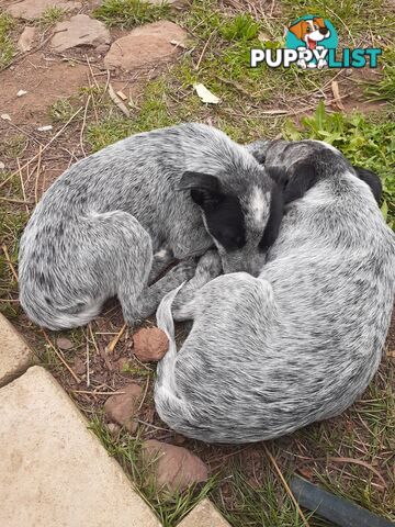 AUST. STUMPYTAIL CATTLEDOG PUPS