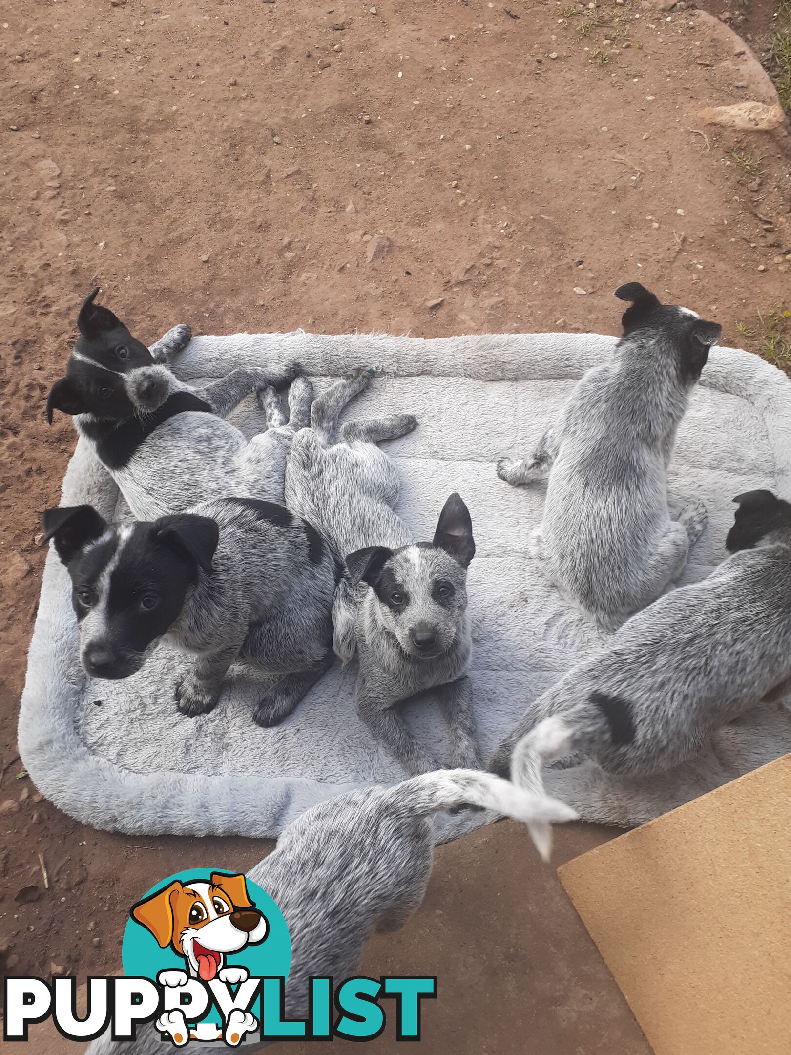 AUST. STUMPYTAIL CATTLEDOG PUPS