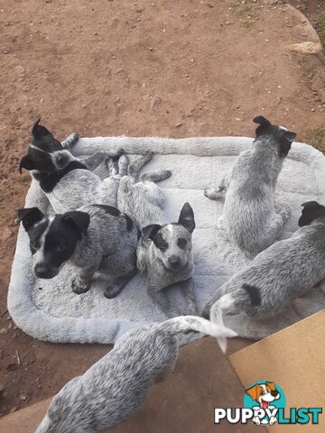 AUST. STUMPYTAIL CATTLEDOG PUPS