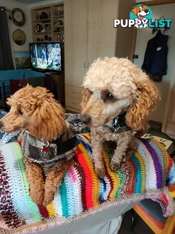 Toy Poodles