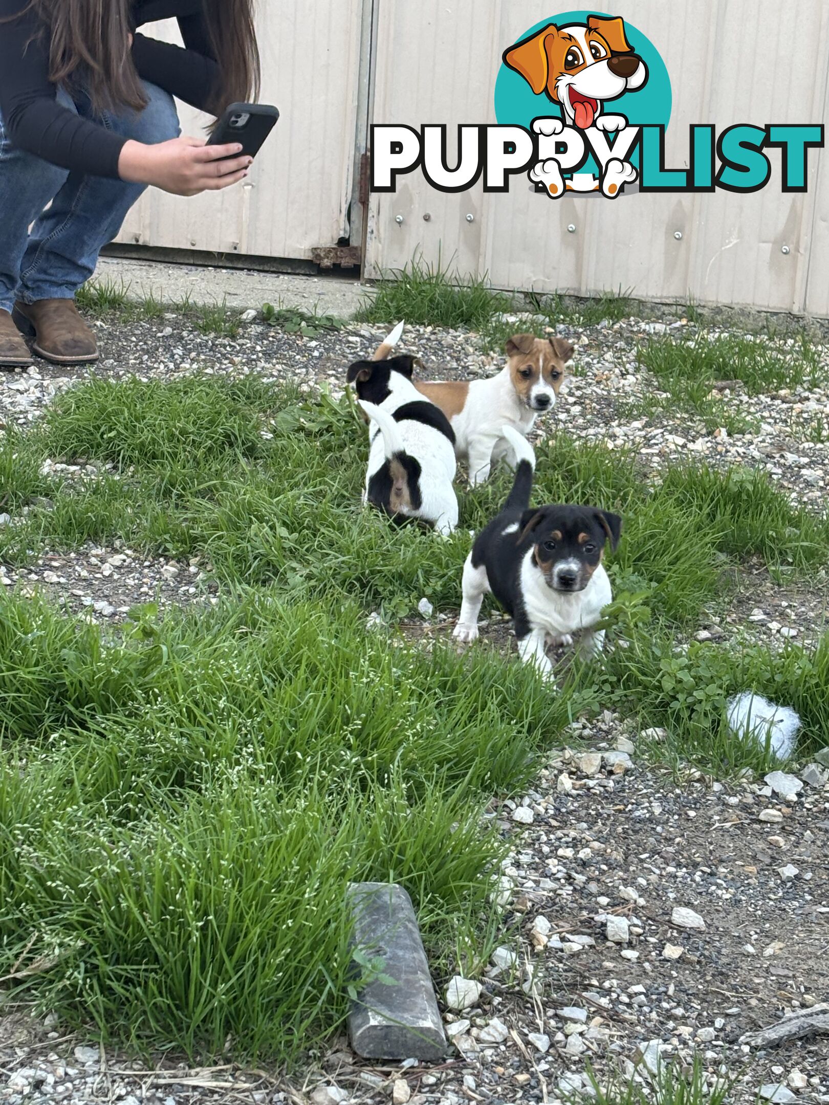 Jack Russell puppies