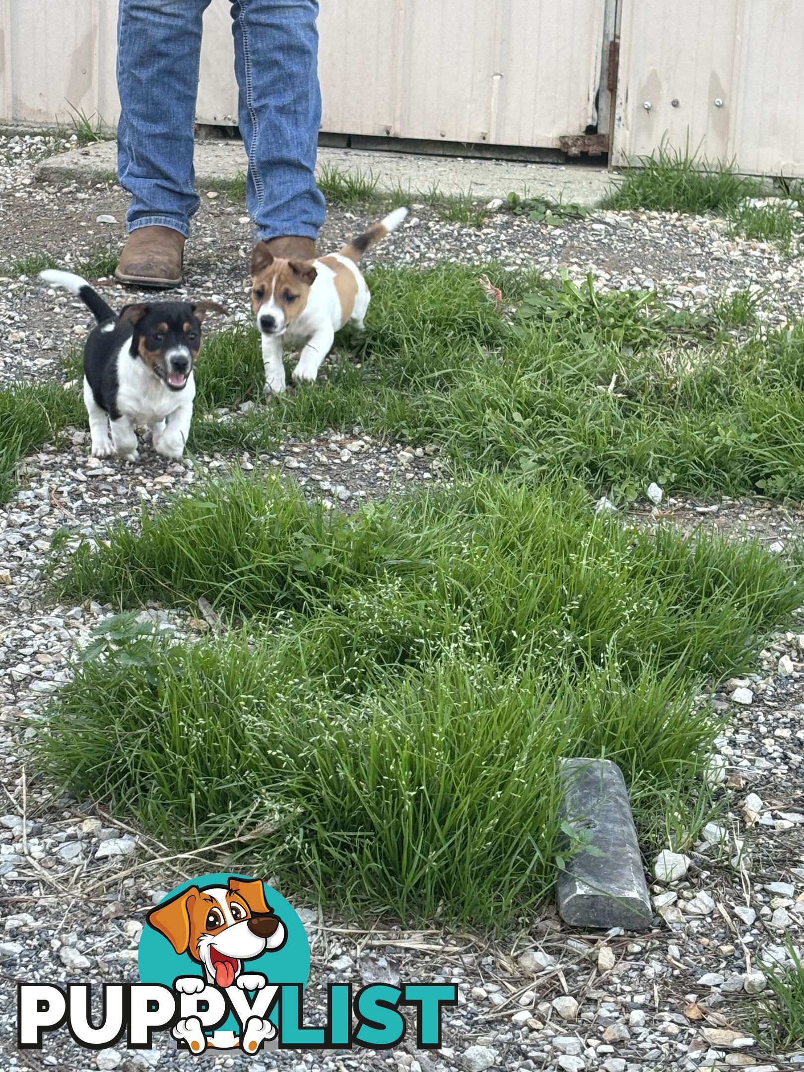 Jack Russell puppies
