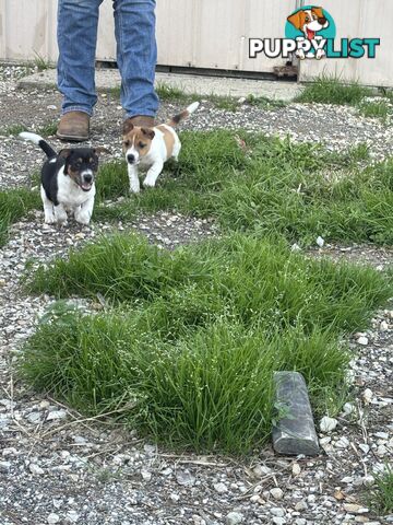 Jack Russell puppies