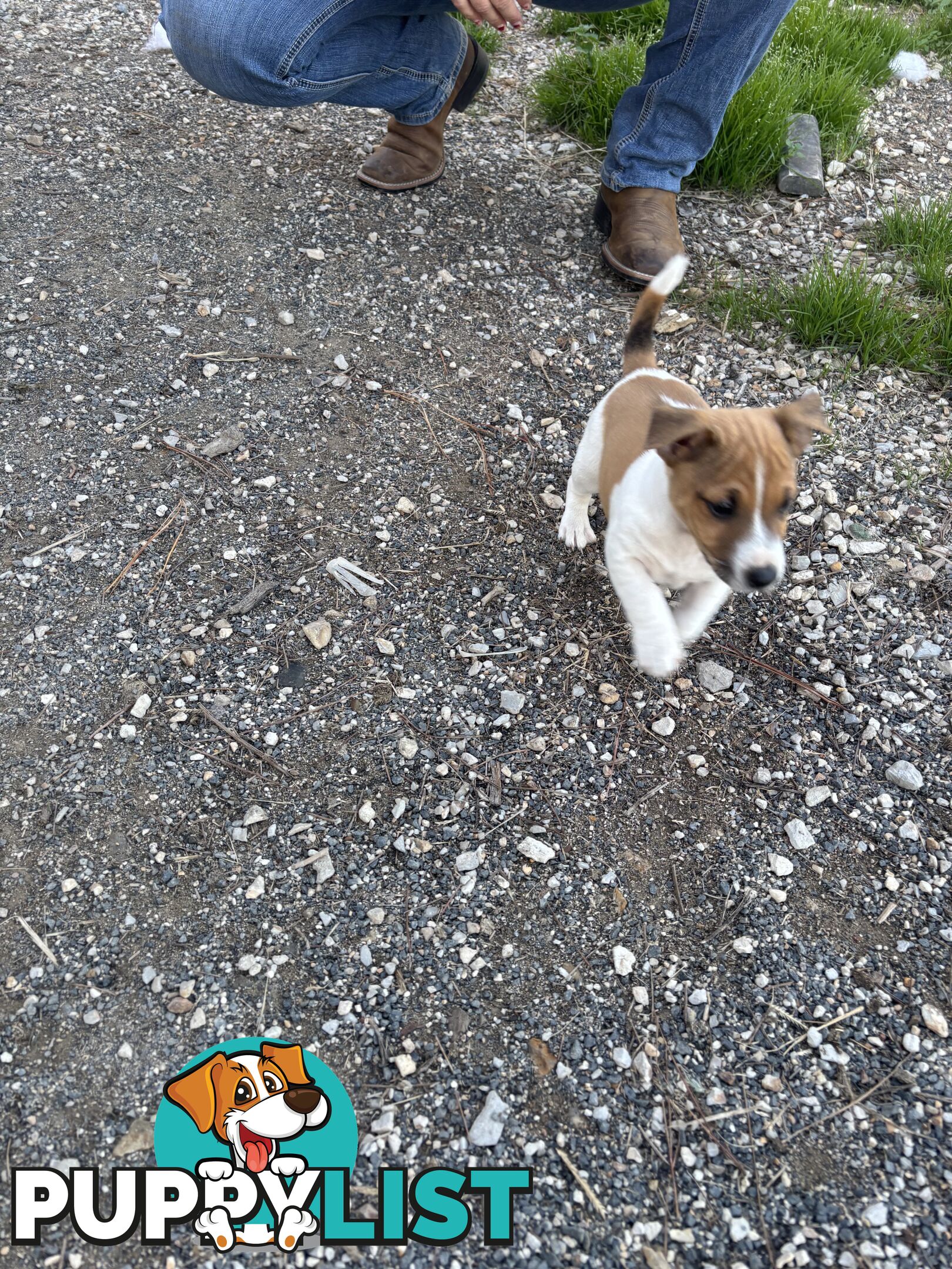 Jack Russell puppies