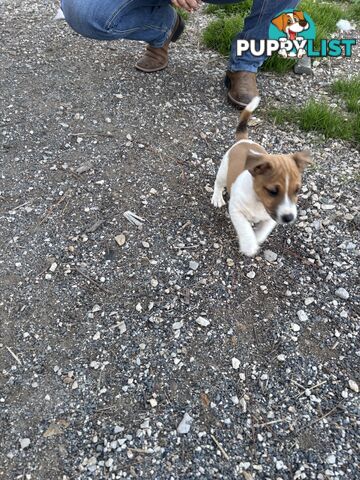 Jack Russell puppies