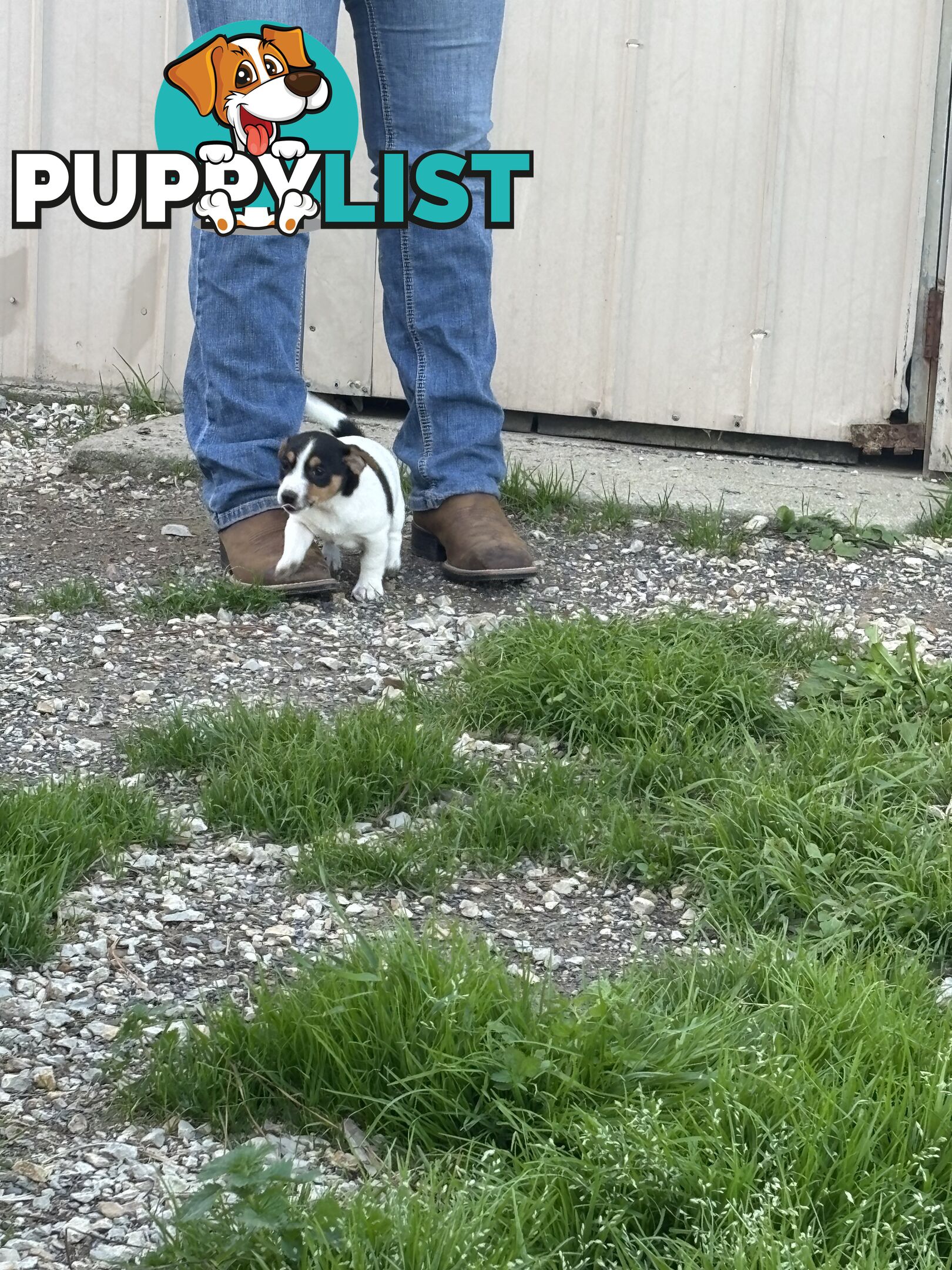 Jack Russell puppies