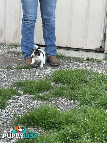 Jack Russell puppies