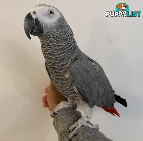 Friendly  Congo African Grey Birds Ready.....