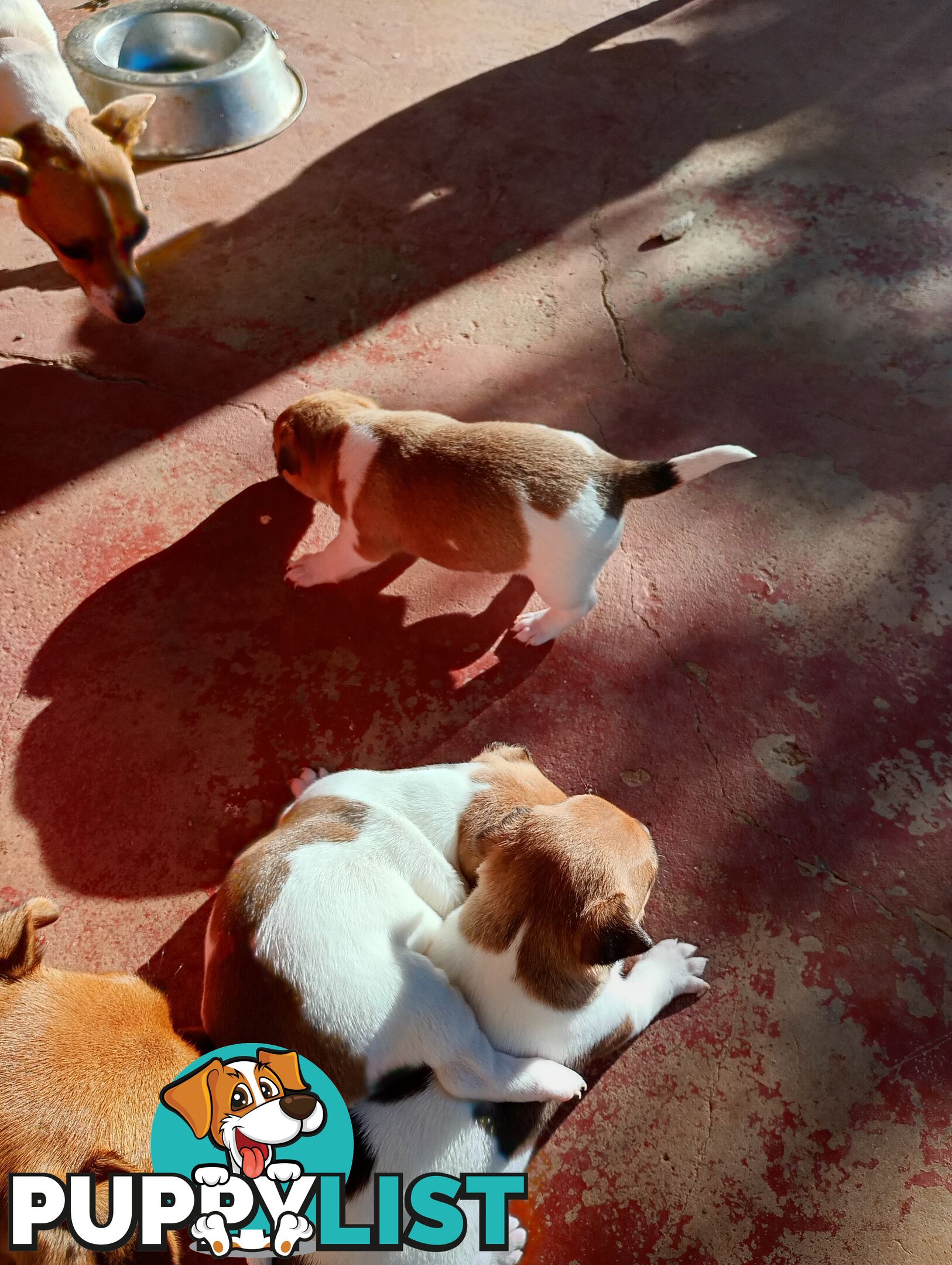 Mini fox terriers pups
