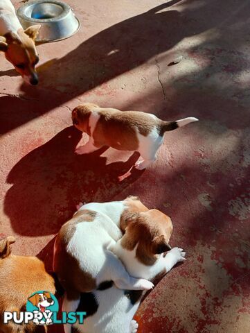 Mini fox terriers pups