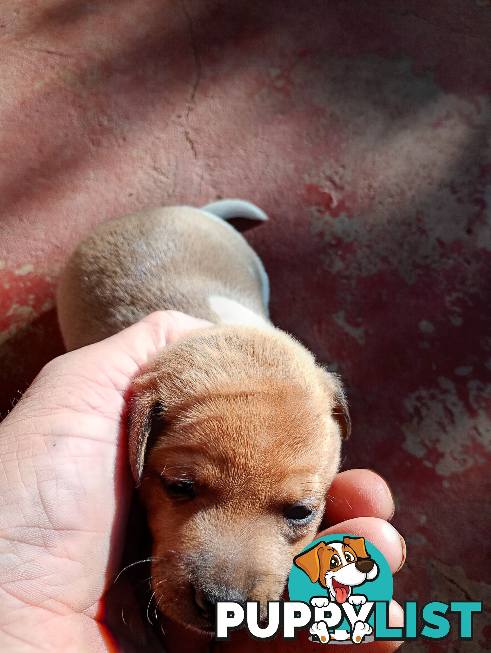 Mini fox terriers pups