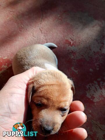 Mini fox terriers pups