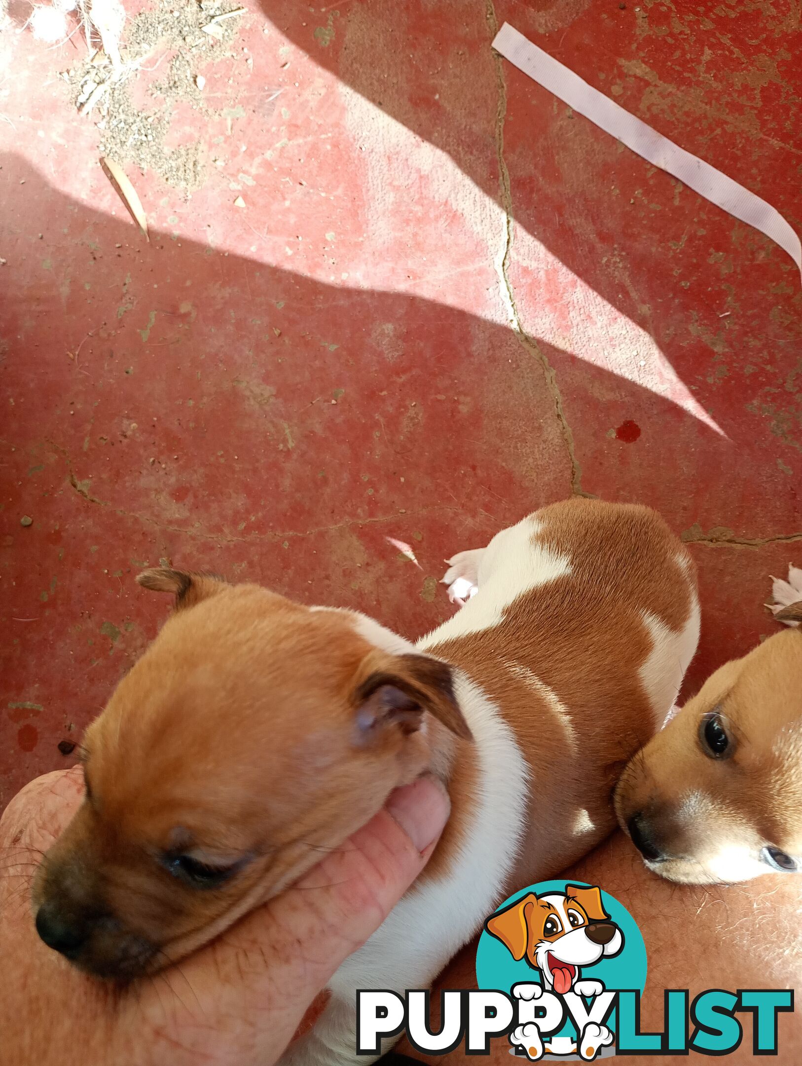 Mini fox terriers pups