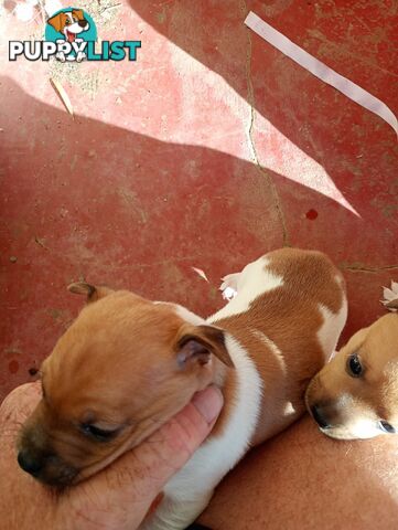 Mini fox terriers pups