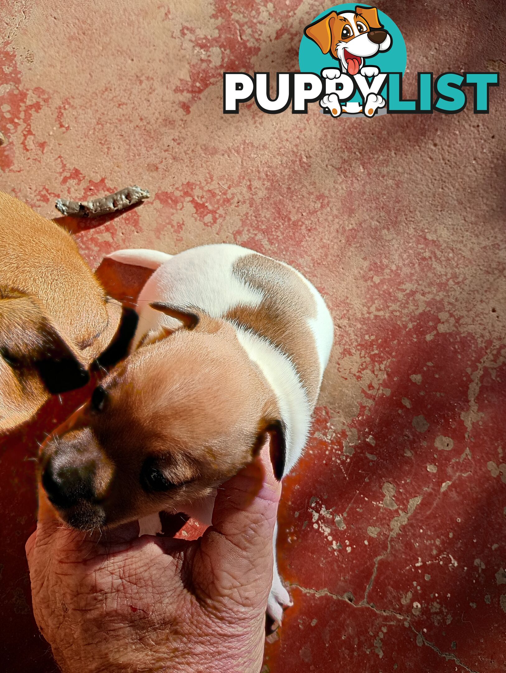 Mini fox terriers pups