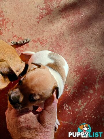 Mini fox terriers pups