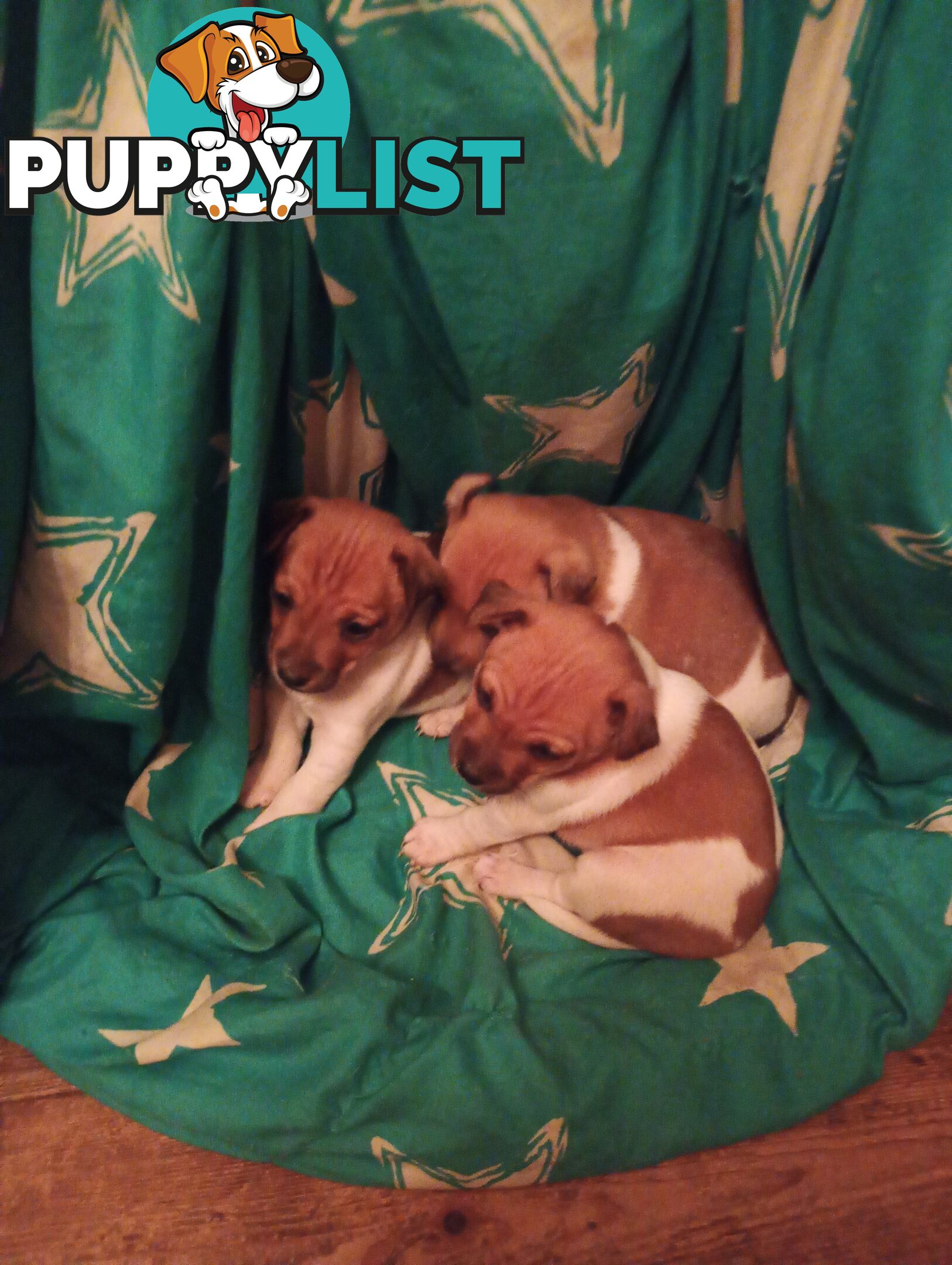 Mini fox terriers pups