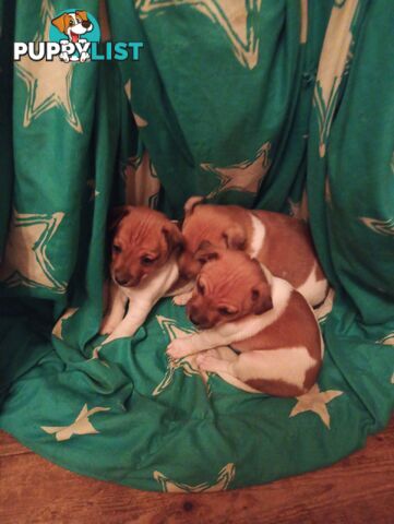 Mini fox terriers pups