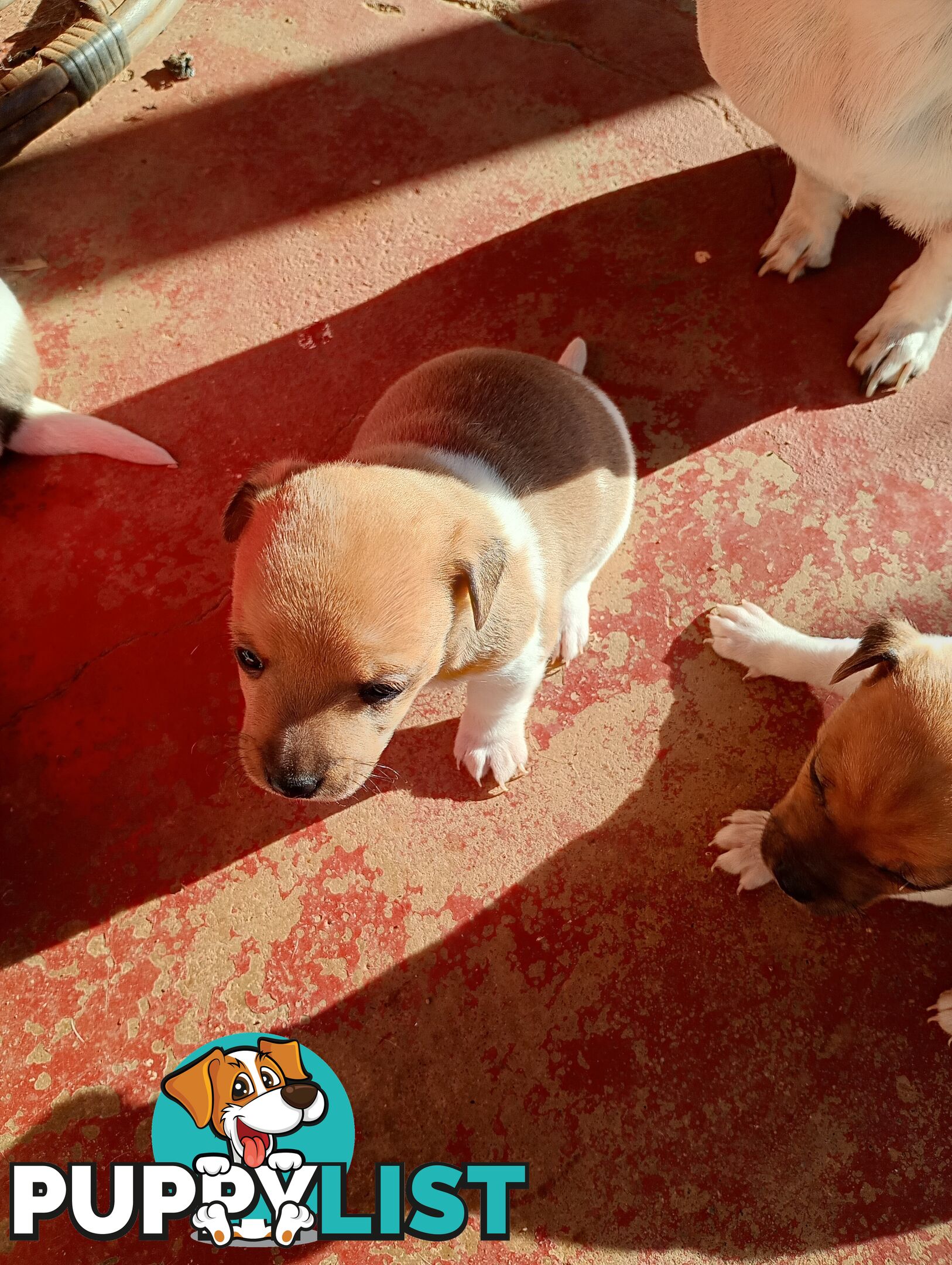 Mini fox terriers pups