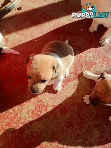 Mini fox terriers pups