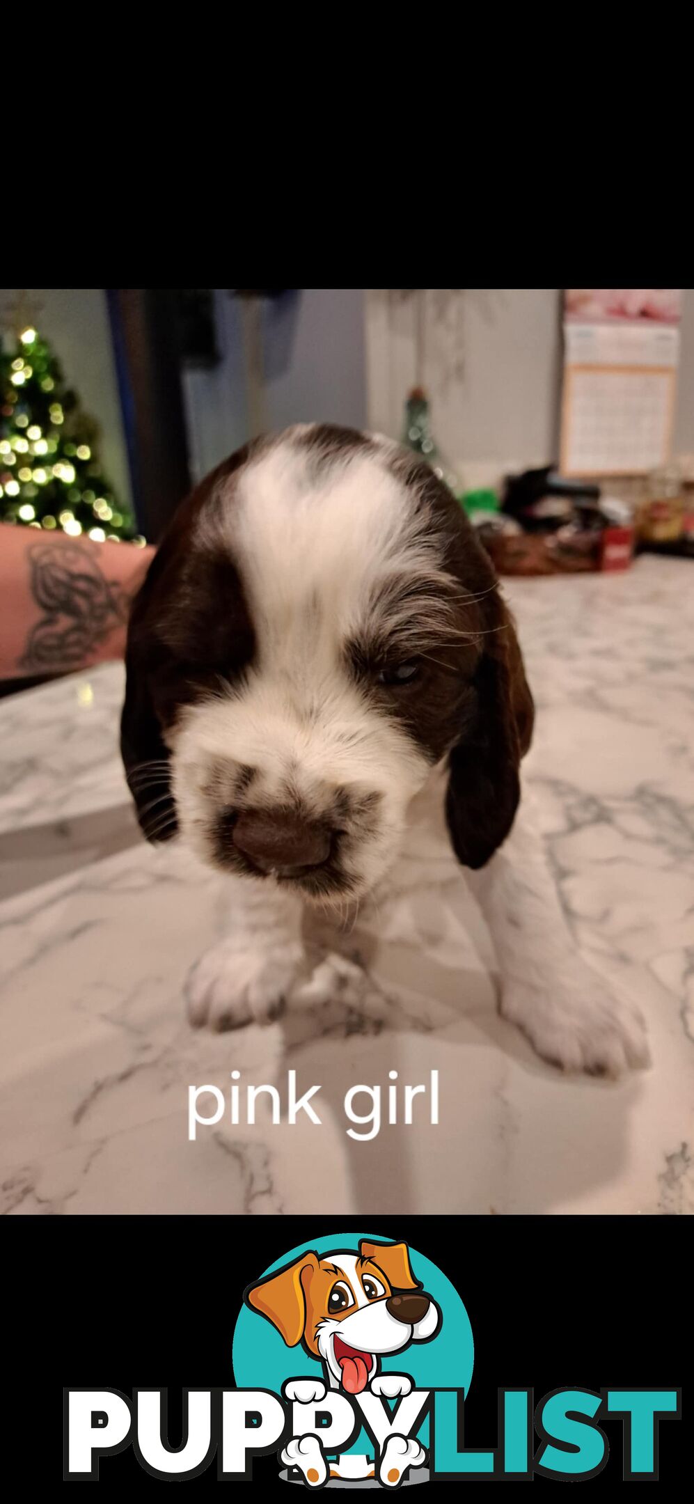 English springer spaniel pups