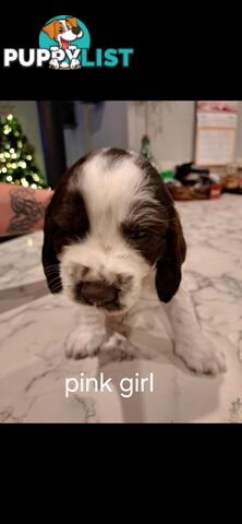 English springer spaniel pups