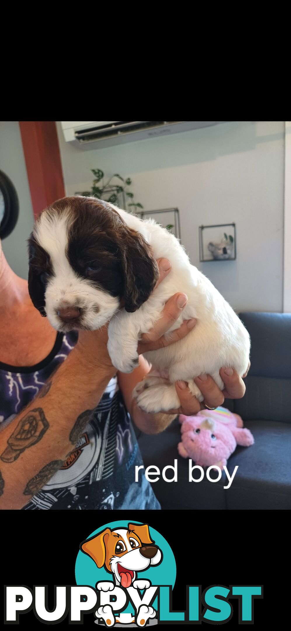 English springer spaniel pups