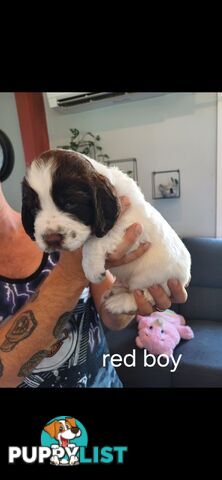 English springer spaniel pups