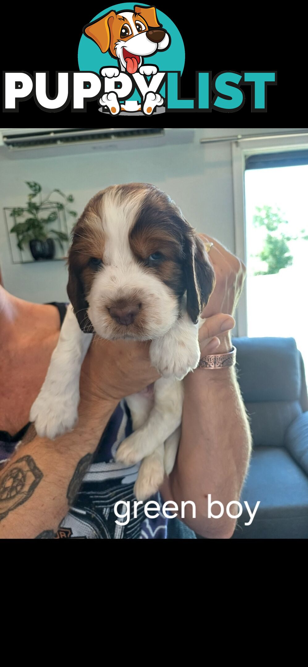 English springer spaniel pups