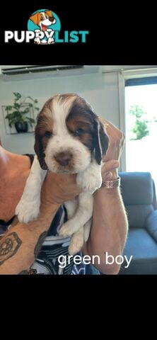 English springer spaniel pups