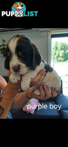 English springer spaniel pups