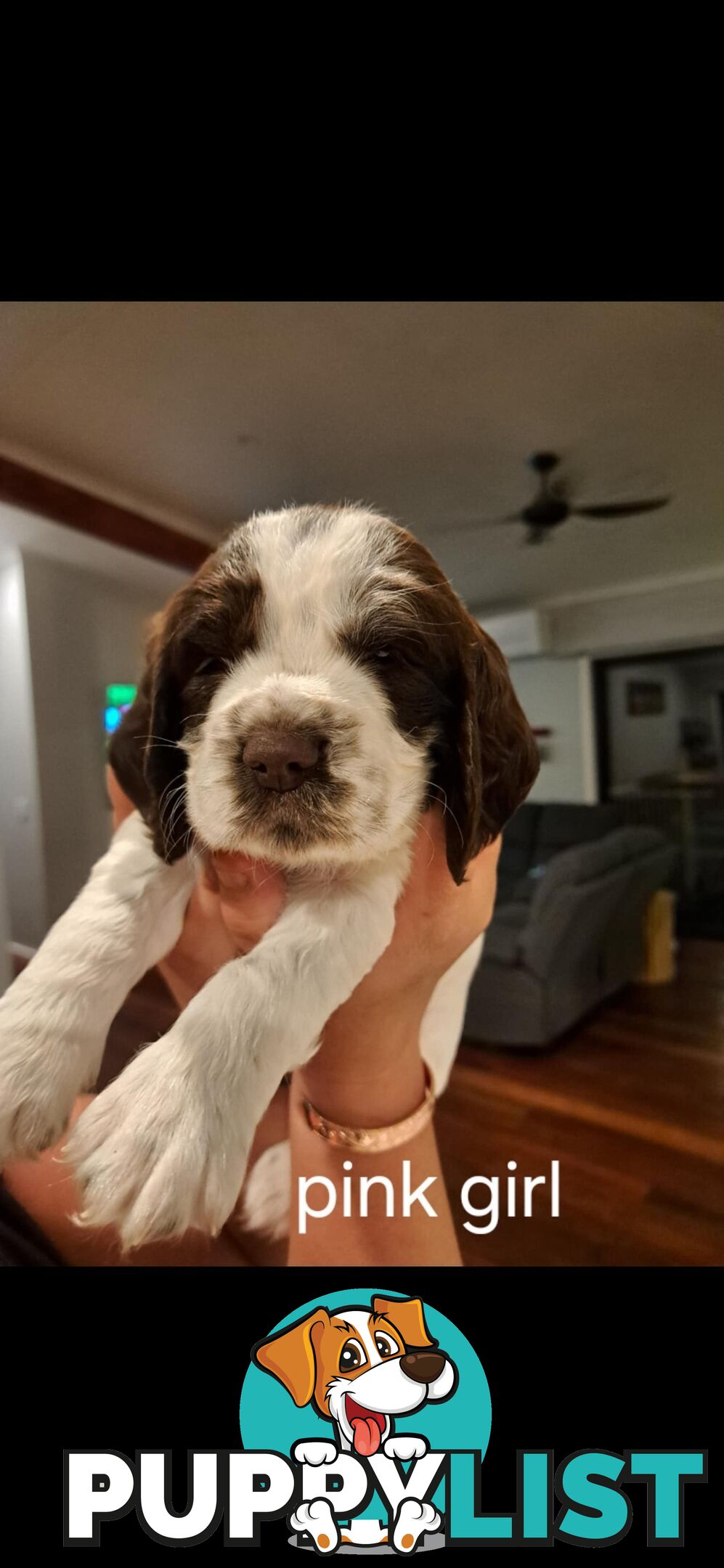 English springer spaniel pups