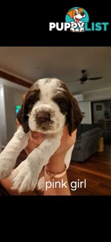 English springer spaniel pups