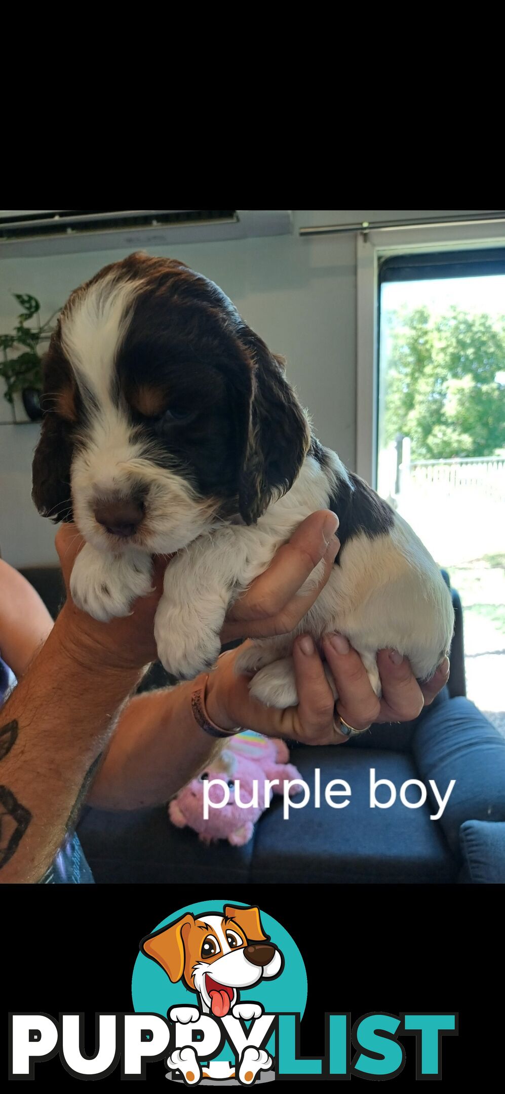 English springer spaniel pups