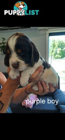 English springer spaniel pups