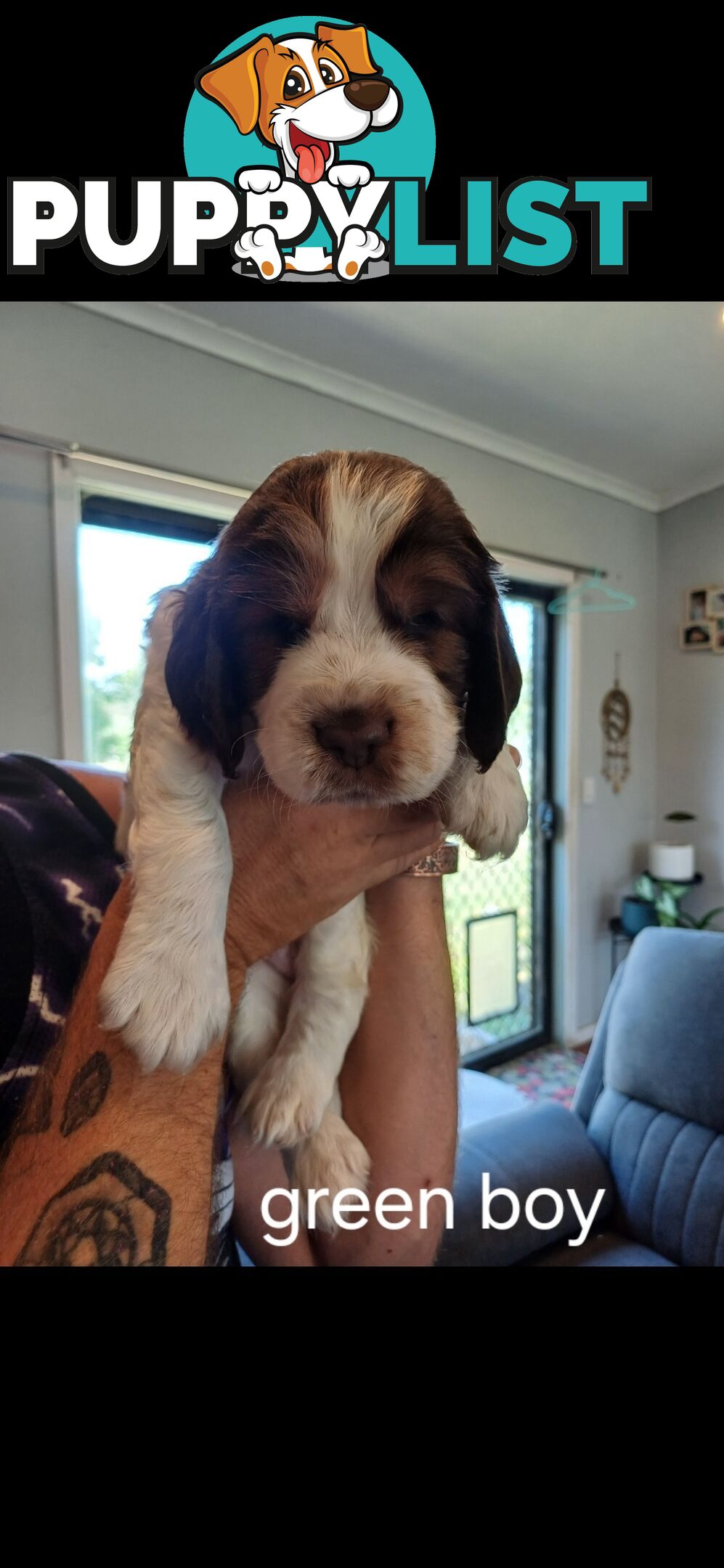 English springer spaniel pups